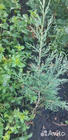 Можжевельник минт джулеп