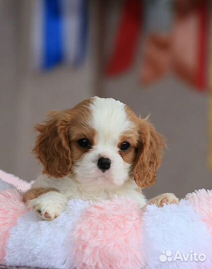 Мальчики и девочки кавалер Кинг чарльз спаниель
