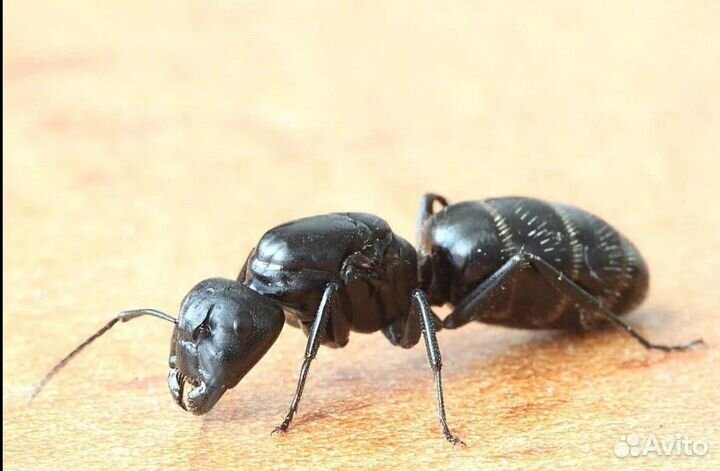 Муравей companotus saxatilis