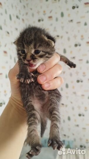 Котята в добрые руки даром