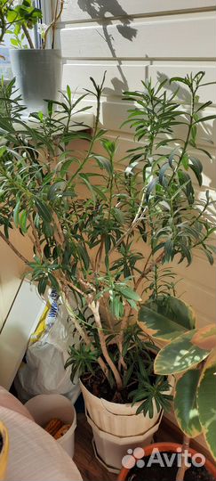 Большие комнатные цветы