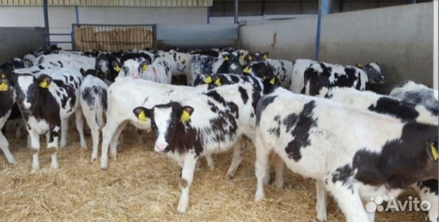 Телята бычки