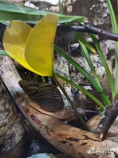 Улитка Суббулина октона и другие