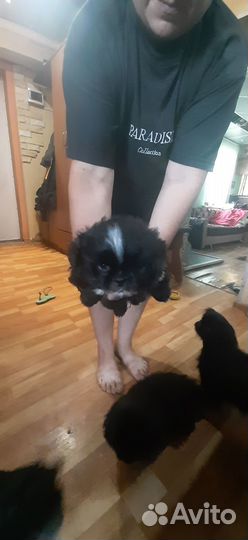 Щенки пекинеса