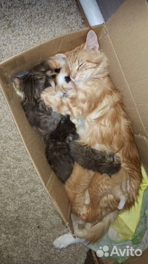 Отдам котенка в добрые руки мейн-кун