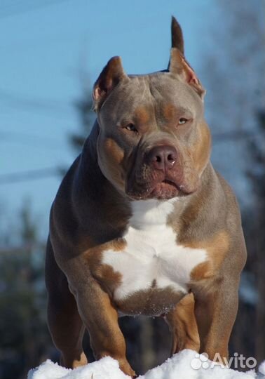 Собаки щенки