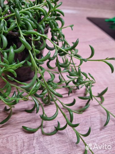 Крестовник 