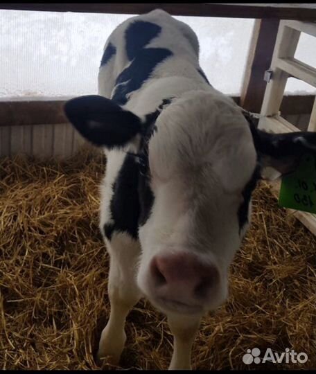 Бычки телята