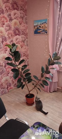 Замиокулькас