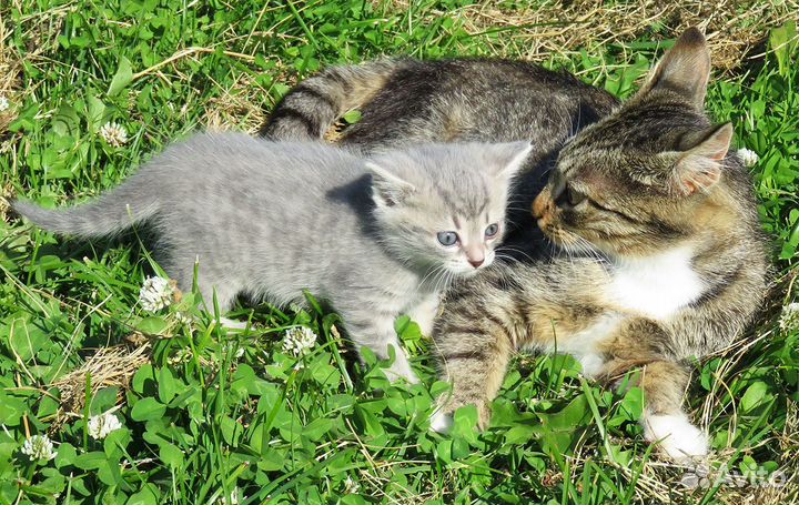 Котёнок дымчатый в очень добрые руки