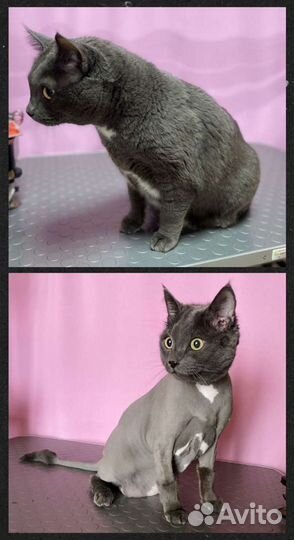 Стрижка собак и кошек