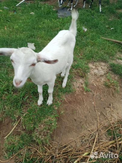 Козы, и козлы