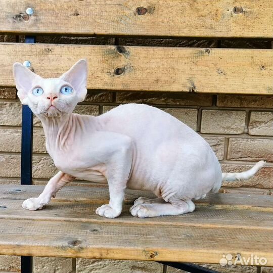 Шикарные котики девон-рекс