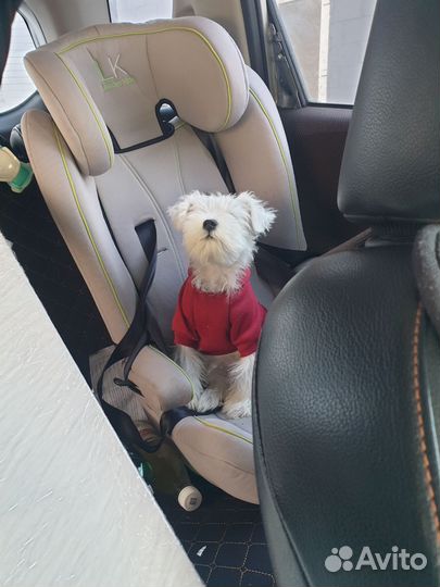 Щенок цвергшнауцер