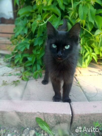 Найдена кошка