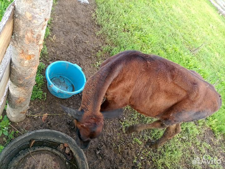 Телочка 3.5 месяца