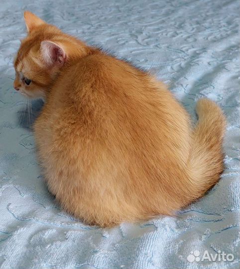 Британский мальчик ny12