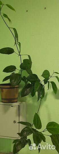 Клеродендрум Томпсон