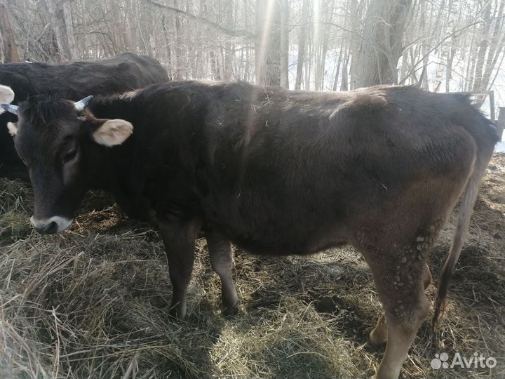 Телки стельные, швицкой породы