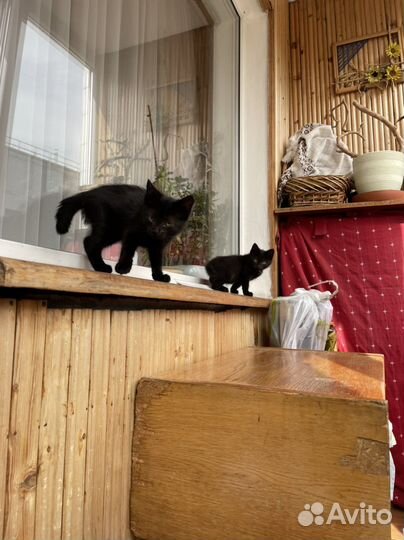 Найдены в лесу, хотят домой