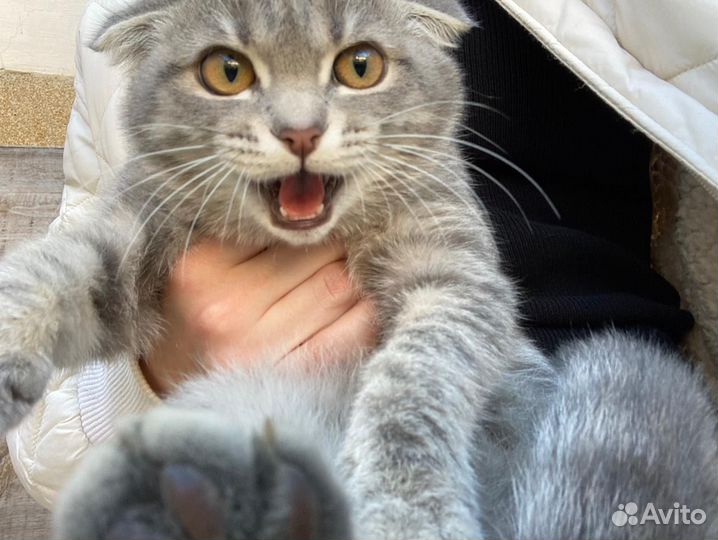 Вислоухая