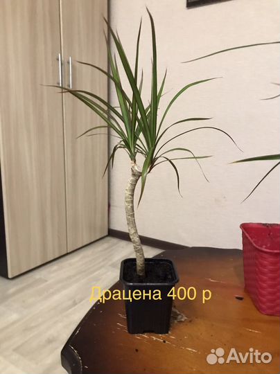 Замиокулькас. Драцена