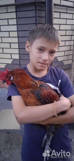 Петух