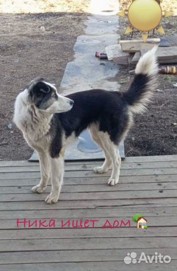 Красивая молодая собака