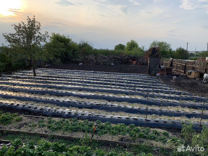 Рассада клубники