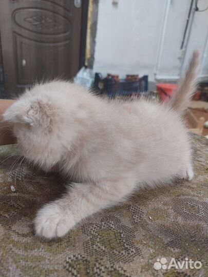 Британская вислоухая кошка