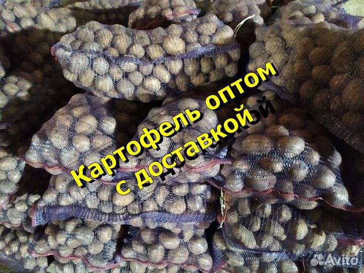 Картофель оптом с доставкой