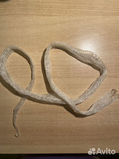 Змея маисовый полоз