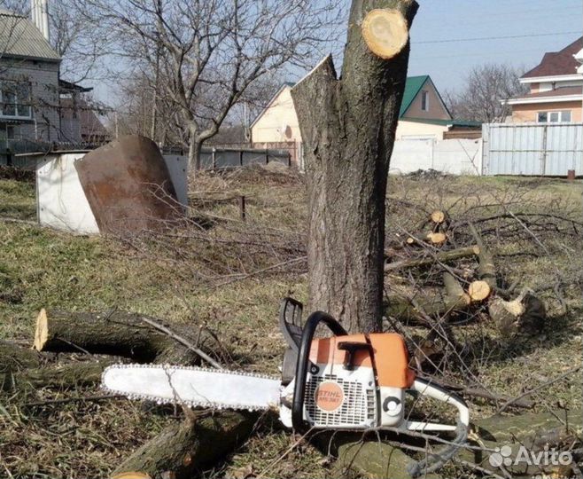 Спил деревьев