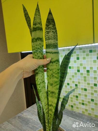 Сансевиерия Зейланика