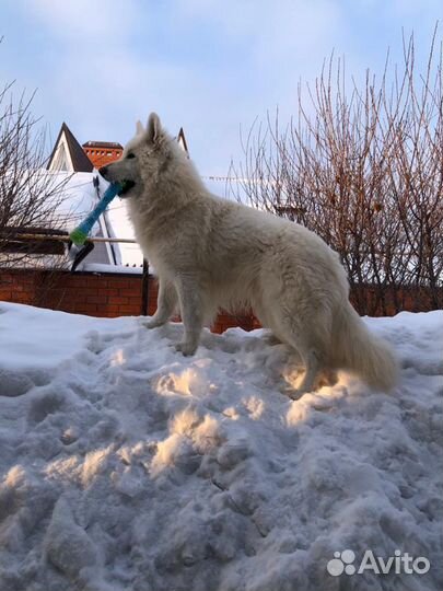 Кобель бшо,вязка