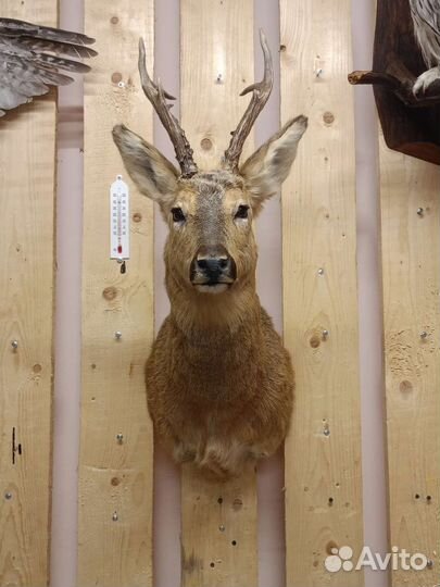 Чучело косули