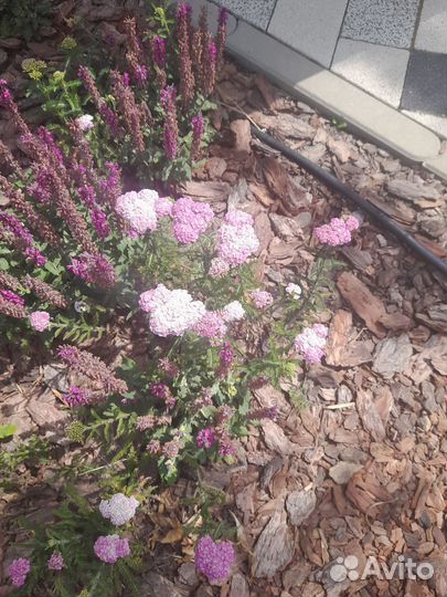 Тысячелистник