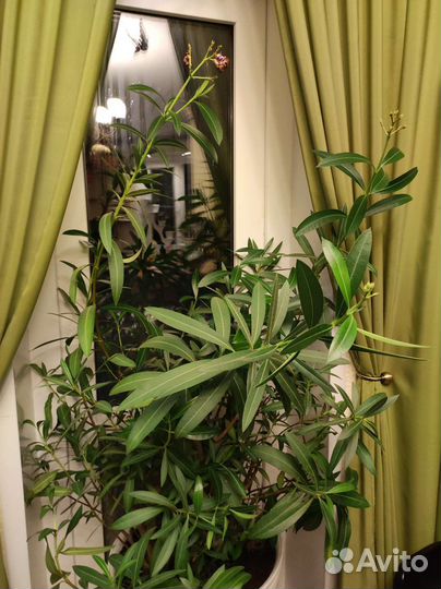 Олеандр розовый