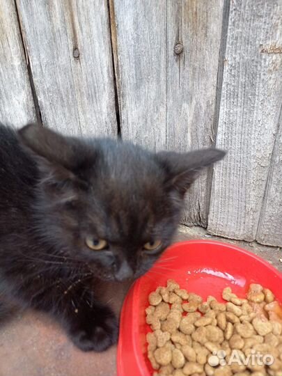 Котенок девочка