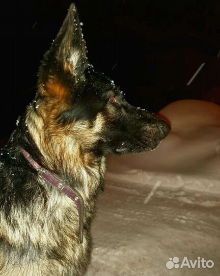 Немец Вязка