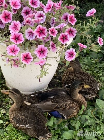 Утки подсадные для охоты