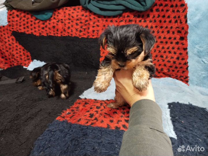 Йоркширский терьер щенки девочки mini