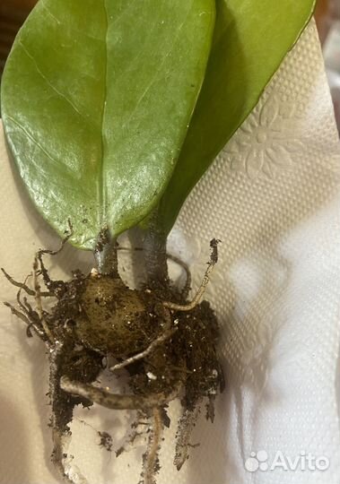 Замиокулькас