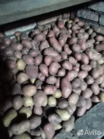 Продам картофель