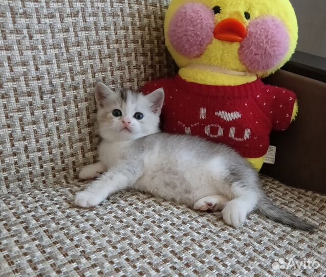 Шотландские котята