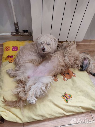 Передержка собак в домашних