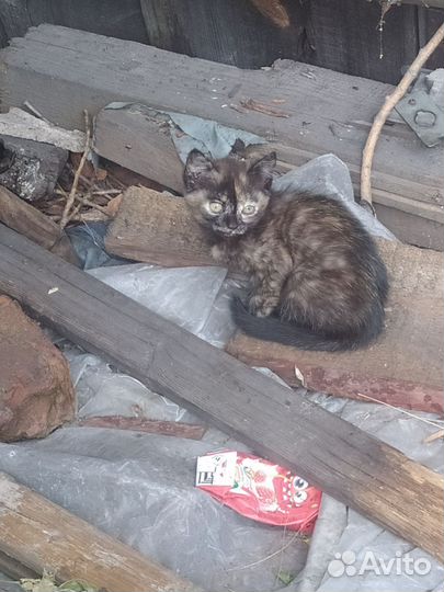 Отдам котят