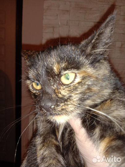 Отдам в хорошие руки