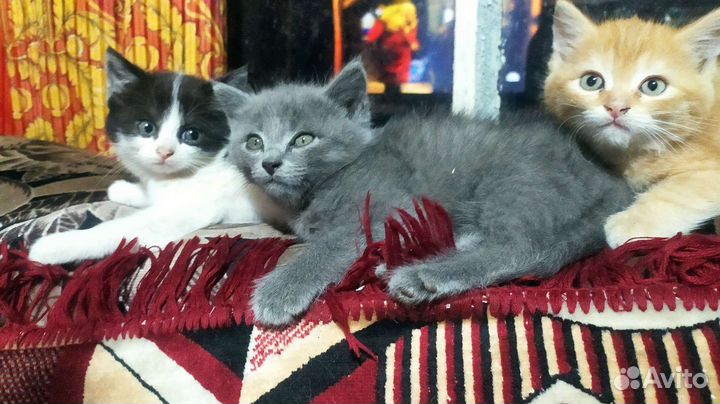 Котята в добрые руки