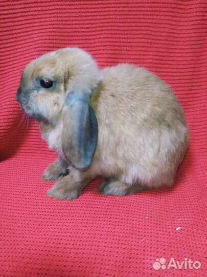 Кролик вислоухий, разные окрасы